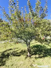 Casă în Vatra Dornei, zona Argestru, cu 11.541m.p. TERE...