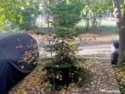 CASA DE VANZARE, BRAGADIRU, 4 CAMERE 