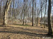 Teren cu sufrafata de 3000 mp in Padurea Faget