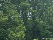 Teren intravilan in Corbeanca (sat Tamasi) 970mp. 