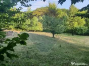 Poiană pentru cabana de vanzare intravilan Coas 