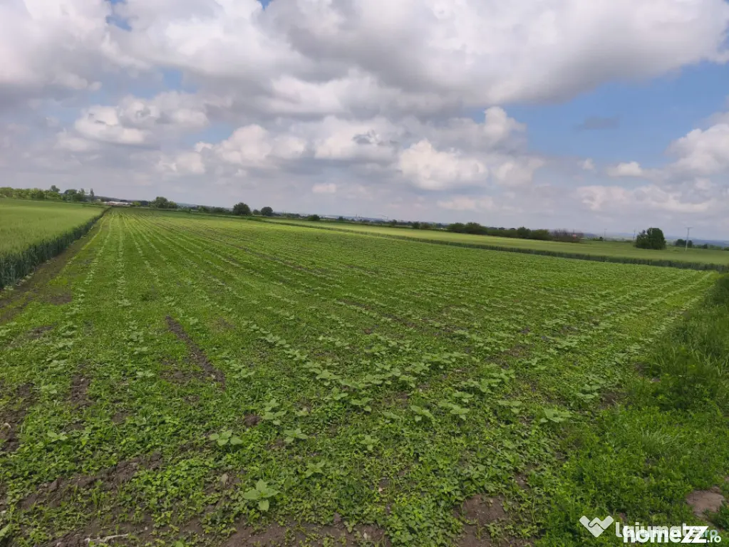 Teren intravilan, zona Scruntari, 8700mp, 30ml front stradal
