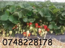 Stoloni Căpșuni remontant Albion, Mur, Zmeur, Tayberry, Agriș Albizia