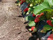 Stoloni Căpșuni remontant Albion, Mur, Zmeur, Tayberry, Agriș Albizia 