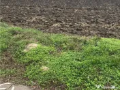 Teren Extravilan 10.000 mp in Prahova 