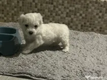 Bichon maltez maltesse alb