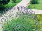 Vila P+2 cu vedere la mare Mamaia Nord / Scoica Land 