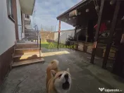 Duplex mobilat si utilat- 100m de STV- 4 camere- pod mansard 