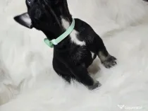 Bulldog francez  mascul