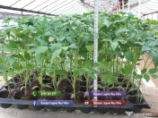 Rasad de rosii, ardei, vinete, castraveti | Rasaduri de Legume 2026 