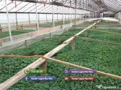 Rasad de rosii, ardei, vinete, castraveti | Rasaduri de Legume 2026 