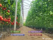 Rasad de rosii, ardei, vinete, castraveti | Rasaduri de Legume 2026 