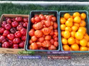 Rasad de rosii, ardei, vinete, castraveti | Rasaduri de Legume 2026 