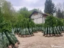 Leylandii chiparos calitate extra