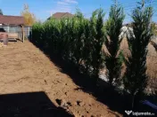 Leylandii chiparos calitate extra 