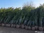 Leylandii chiparos calitate extra 