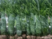 Leylandii chiparos calitate extra 