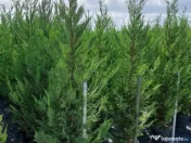 Leylandii chiparos calitate extra 