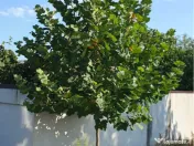 Piatra decorativa oferim transport și montaj Gazon rulou Plante ornamentale 