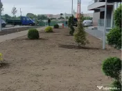 Piatra decorativa oferim transport și montaj Gazon rulou Plante ornamentale 