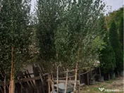 Mesteacan Catalpa copaci decorativi 