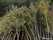 Mesteacan Catalpa copaci decorativi 