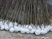 Mesteacan Catalpa copaci decorativi 