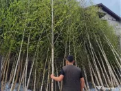 Mesteacan Catalpa copaci decorativi 