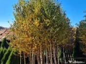 Mesteacan Catalpa copaci decorativi 