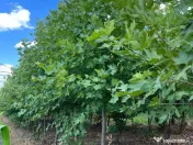 Mesteacan Catalpa copaci decorativi 