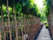 Mesteacan Catalpa copaci decorativi 