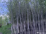 Mesteacan Catalpa copaci decorativi 