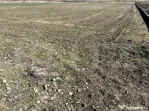 Teren de 11200mp cu potențial pentru investiții în Bonți
