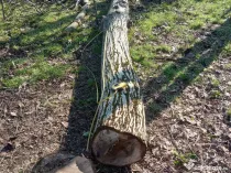 Trunchi nuc de vanzare