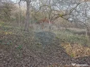 Comision 0! Casă cu teren de 1000mp in inima Brasovului 