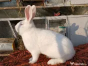 Iepurasi Masculi hycole francez! 