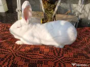 Iepurasi Masculi hycole francez! 