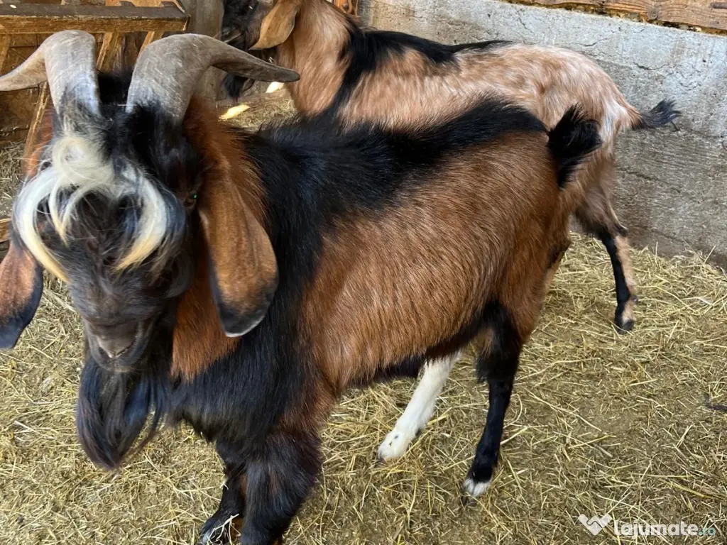 Tap hibrid Anglo-Nubian