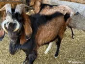 Tap hibrid Anglo-Nubian 