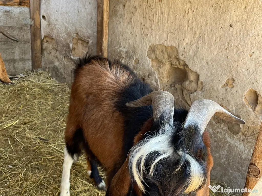 Tap hibrid Anglo-Nubian