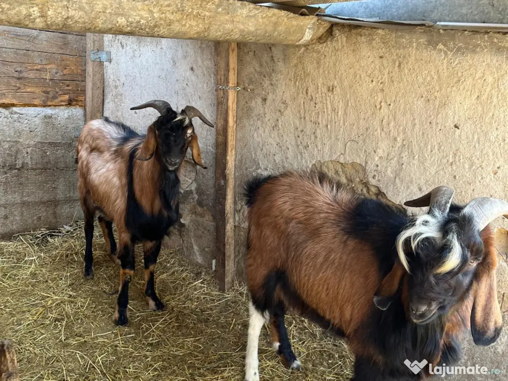 Tap hibrid Anglo-Nubian