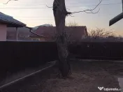 Trunchi de nuc pentru cherestea și lemn de foc nuc 