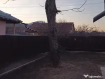 Trunchi de nuc pentru cherestea și lemn de foc nuc