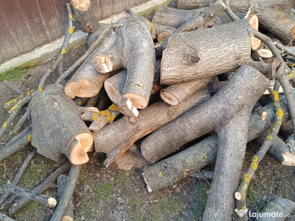 Trunchi de nuc pentru cherestea și lemn de foc nuc