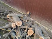 Trunchi de nuc pentru cherestea și lemn de foc nuc 