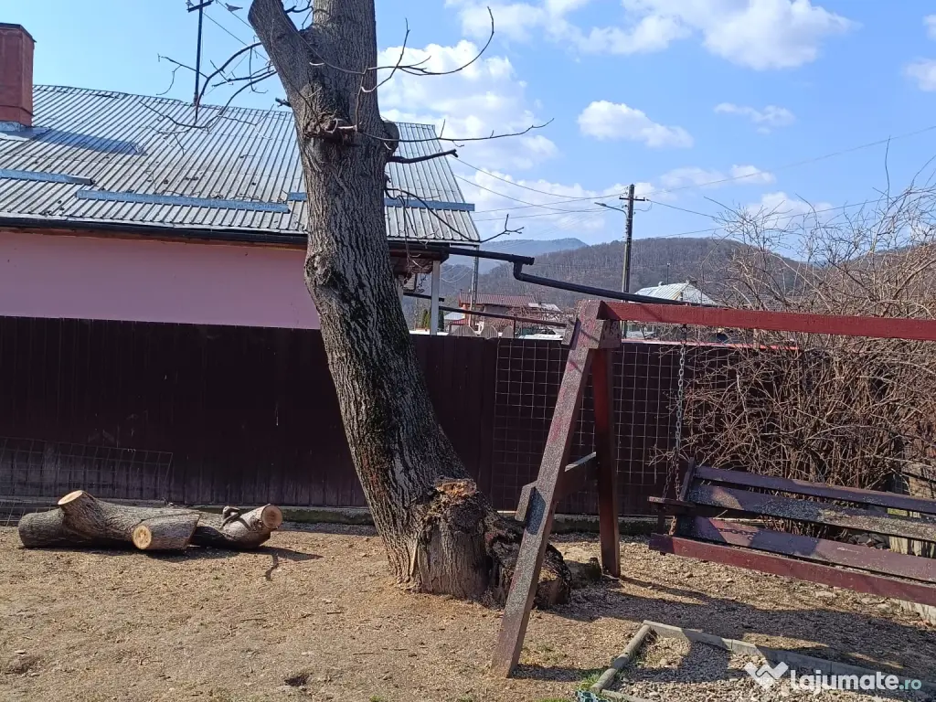 Trunchi de nuc pentru cherestea și lemn de foc nuc