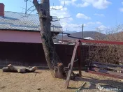 Trunchi de nuc pentru cherestea și lemn de foc nuc 