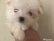 Bichon maltez alb mini toy 
