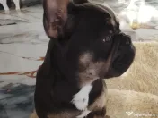 Vând bulldog francez 