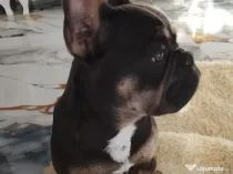 Vând bulldog francez